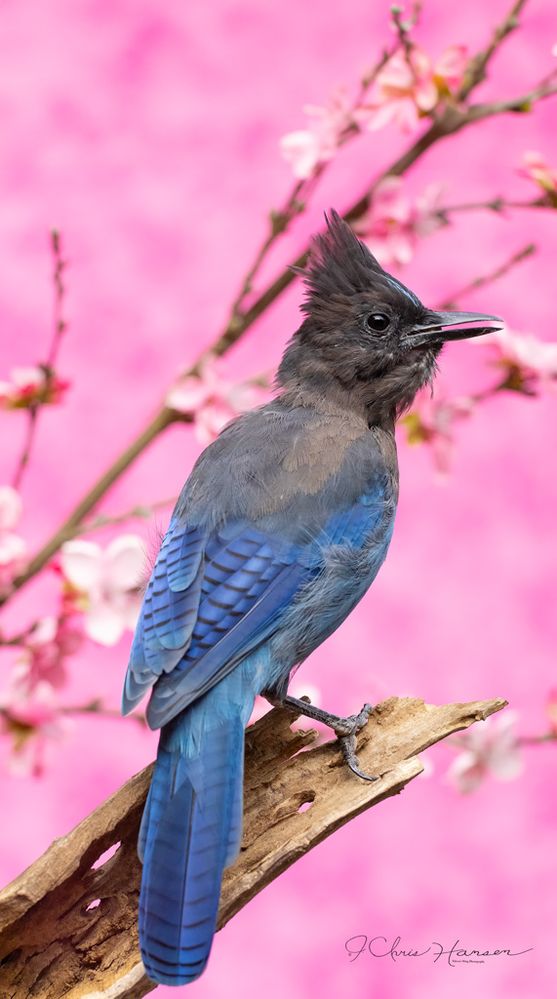 Steller's Jay