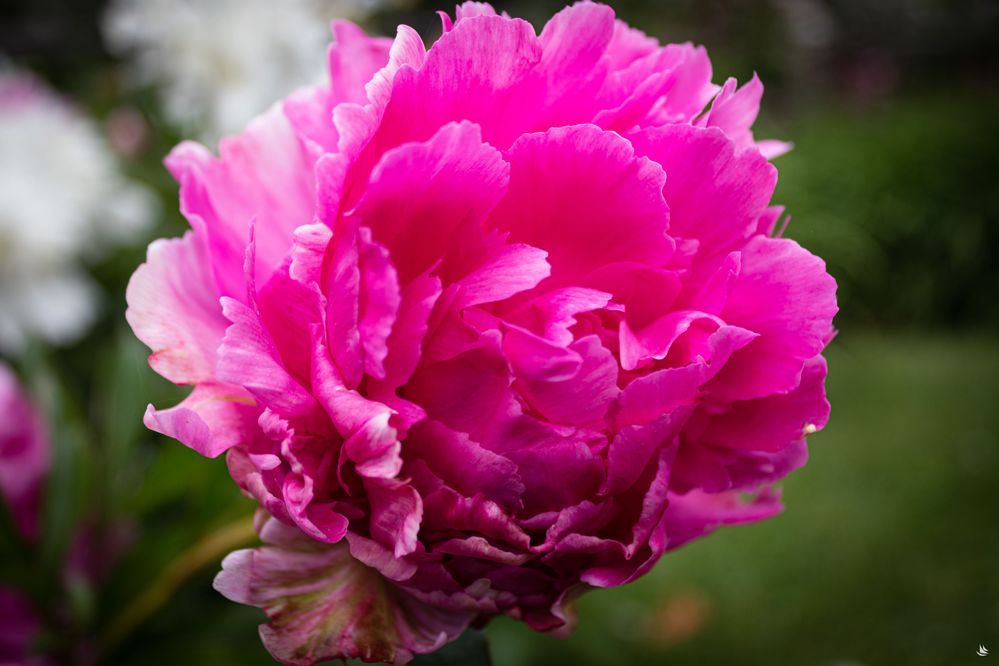 New England-18-min.jpg