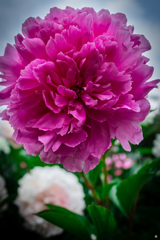 New England-19-min-min.jpg