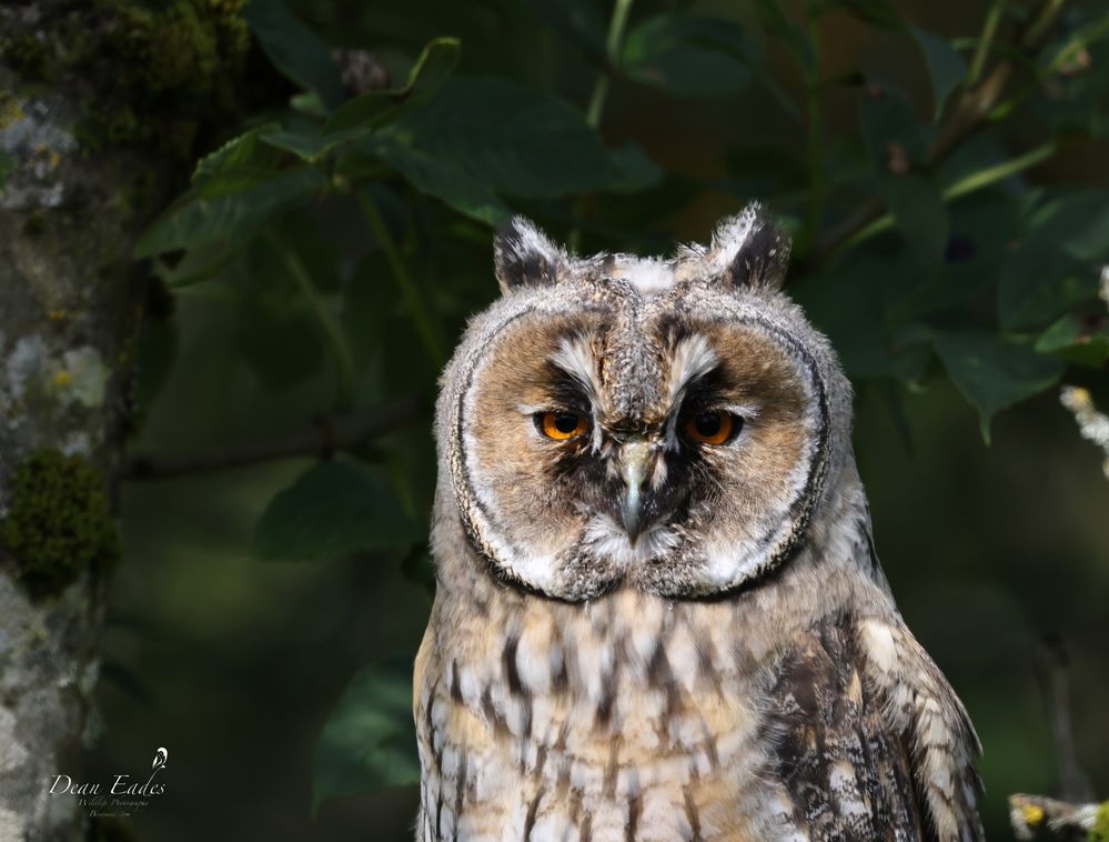 Long eared owl