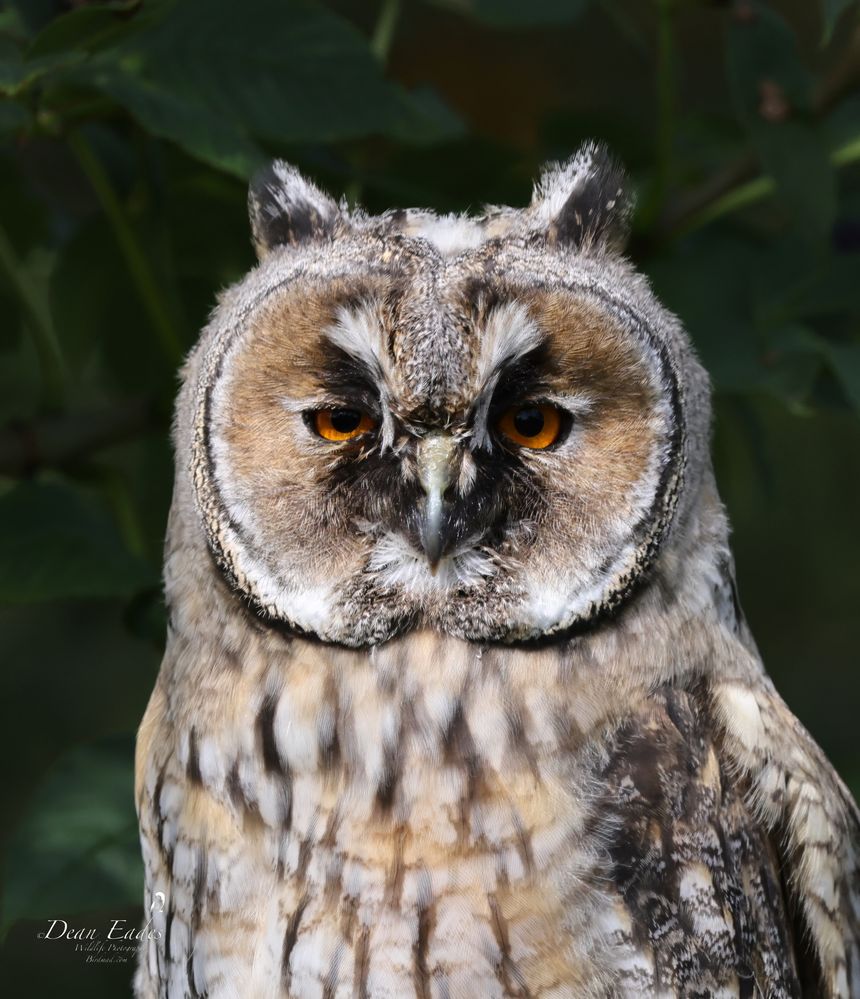 Long eared owl