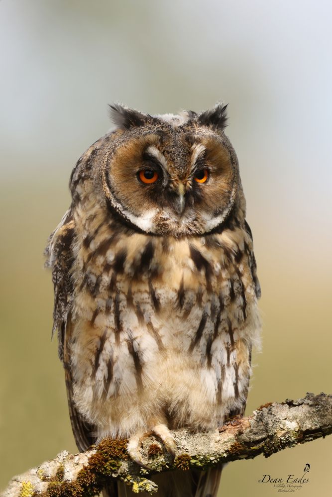 Long eared owl