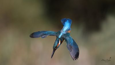 Kingfisher