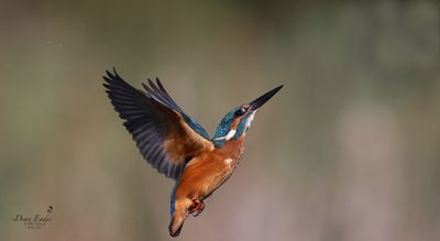 Kingfisher