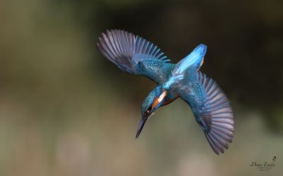 Kingfisher