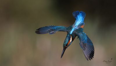 Kingfisher