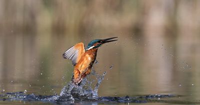 Kingfisher