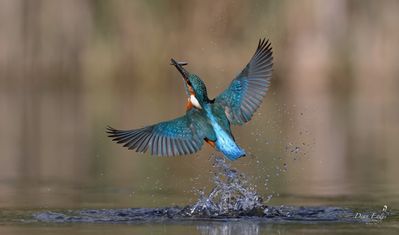 Kingfisher