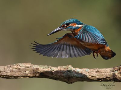 Kingfisher