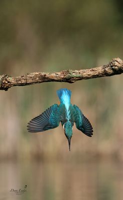 Kingfisher