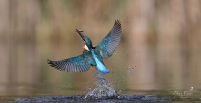 Kingfisher