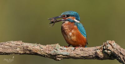 Kingfisher