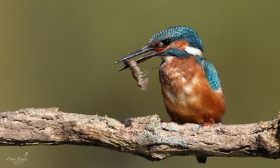 Kingfisher