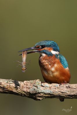 Kingfisher