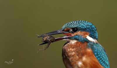 Kingfisher