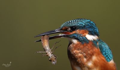 Kingfisher