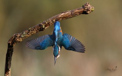 Kingfisher