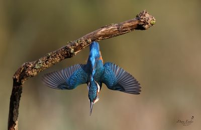 Kingfisher