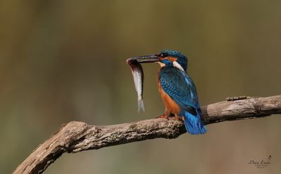 Kingfisher