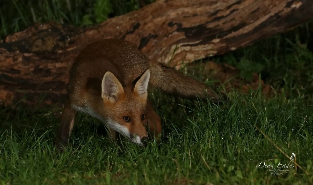 Fox cub