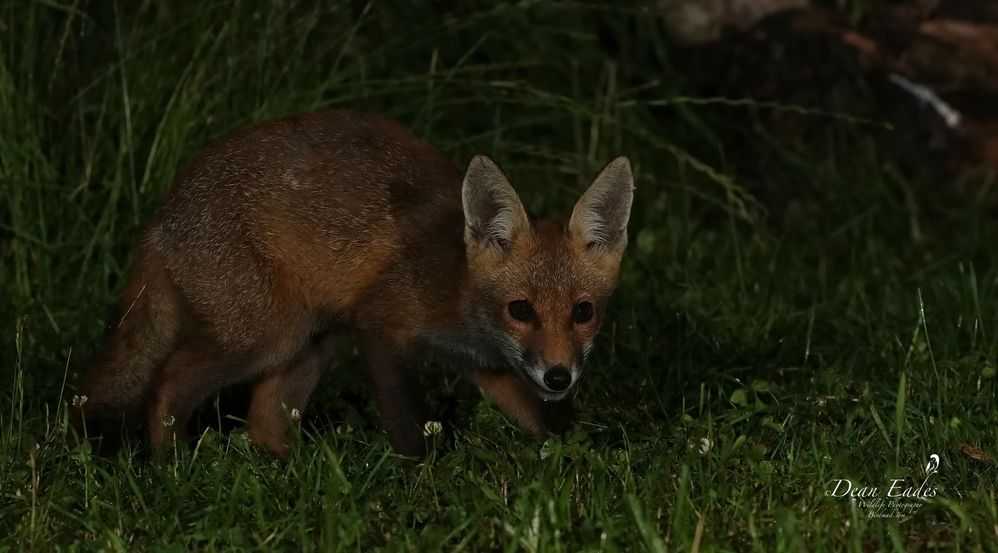 Fox cub