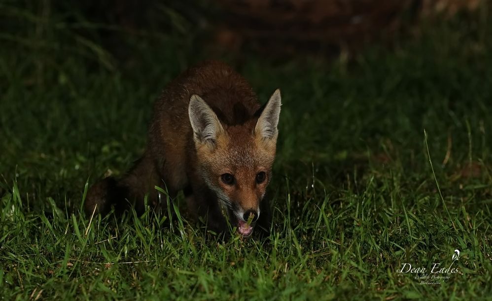 Fox cub