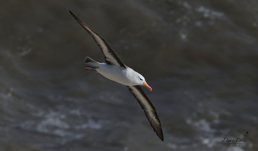 Black-browed albatross