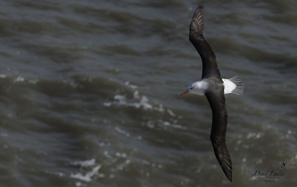 Black-browed albatross