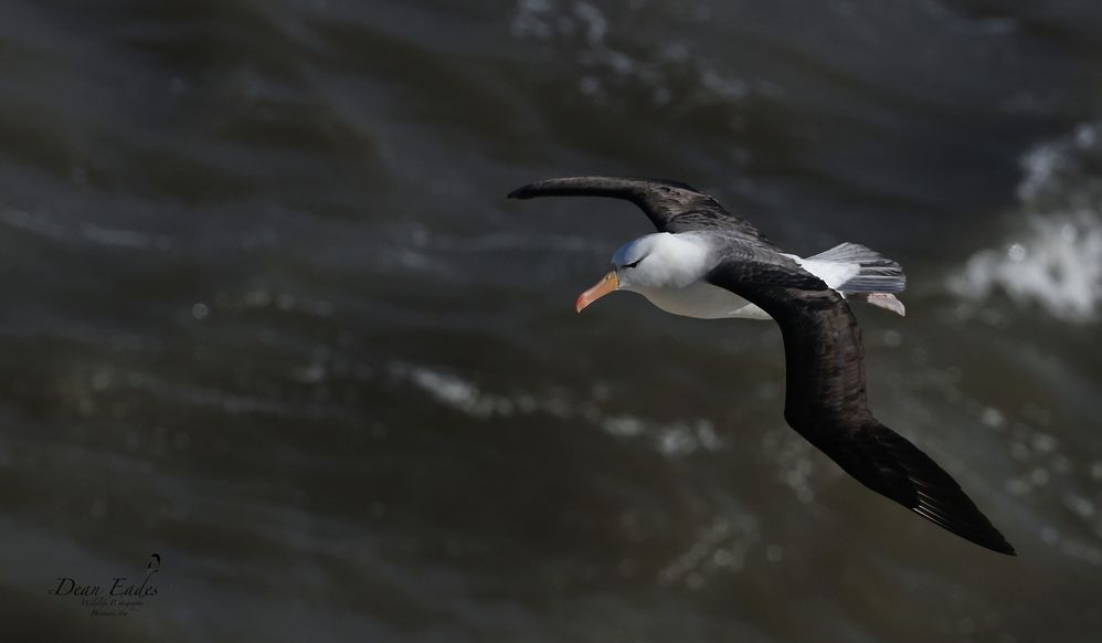 Black-browed albatross