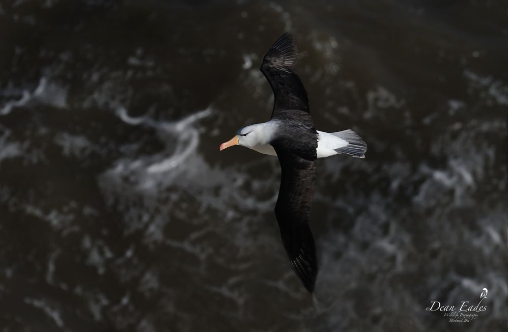 Black-browed albatross