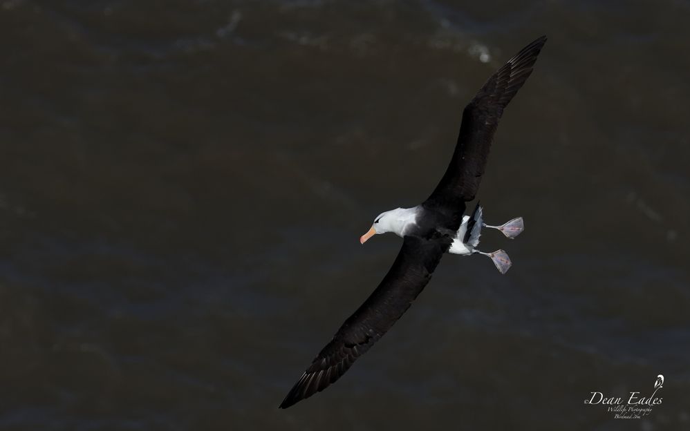 Black-browed albatross