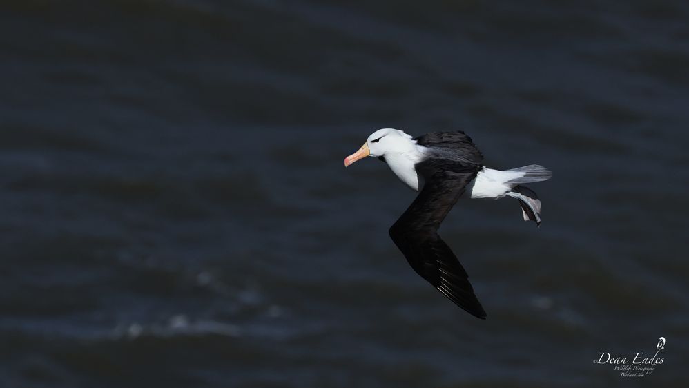 Black-browed albatross