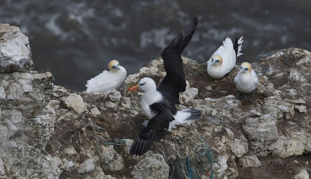 Black-browed albatross