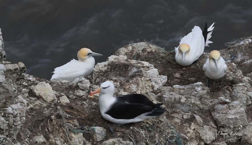 Black-browed albatross