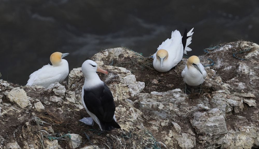 Black-browed albatross