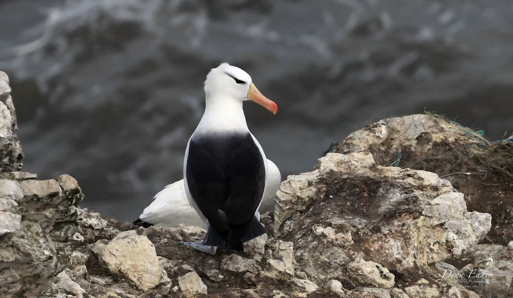 Black-browed albatross