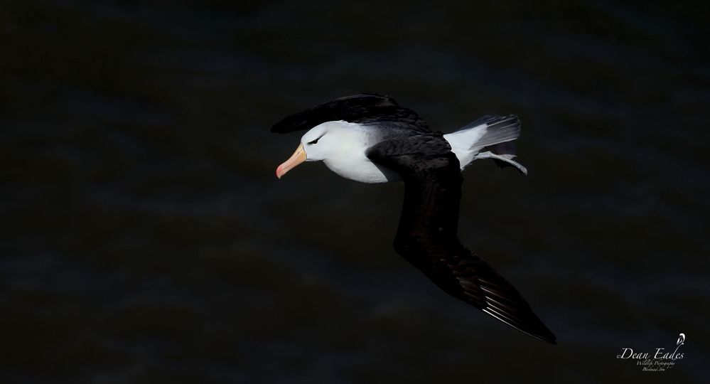 Black-browed albatross