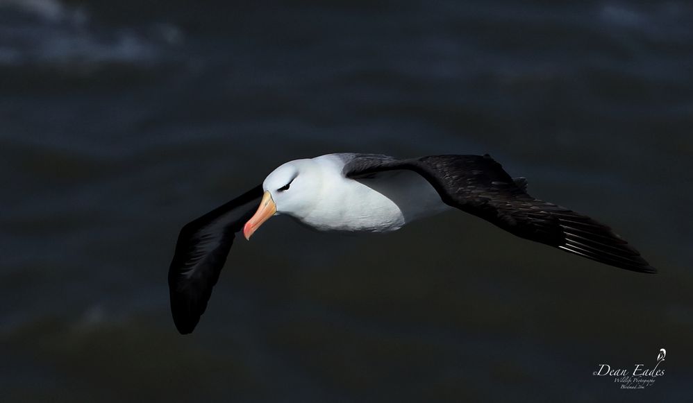 Black-browed albatross