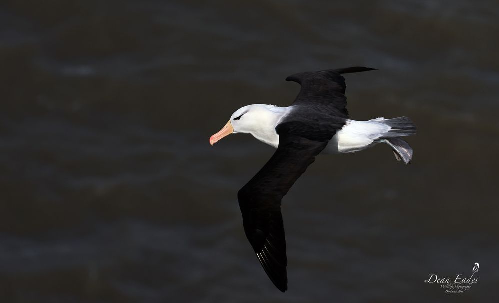 Black-browed albatross