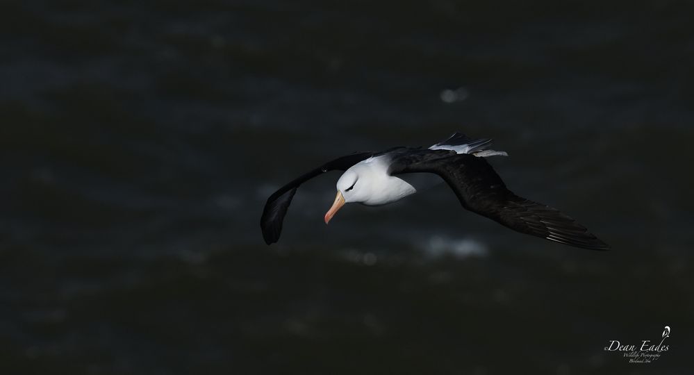 Black-browed albatross