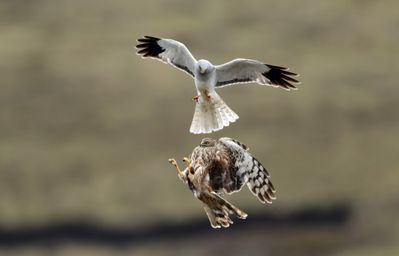 Hen Harrier 1..jpg