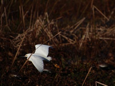 egret.JPG