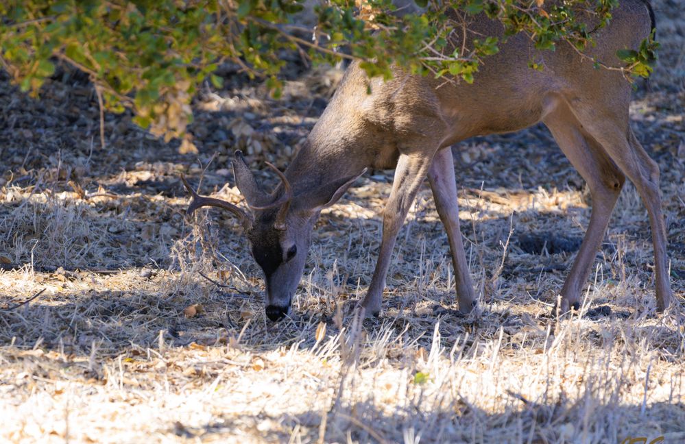 Cervidae Odocoileus  R5 Mark II  150-600mm  ISO-200  f6.3  SS 1/125