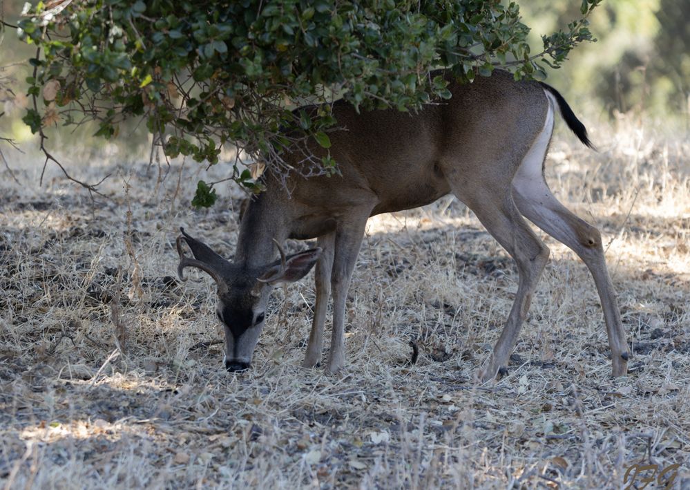 Cervidae Odocoileus  R5 Mark II  150-600mm  ISO-400  f6.3  SS 1/125