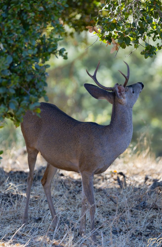 Cervidae Odocoileus  R5 Mark II  150-600mm  ISO-400  f6.3  SS 1/125