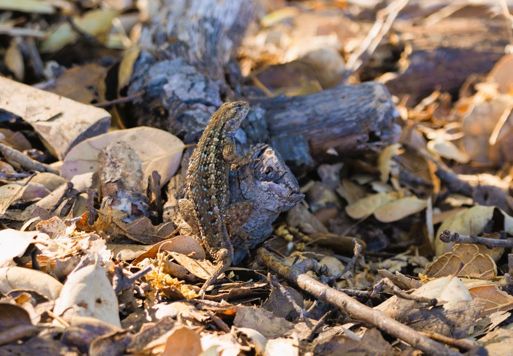 California Fence Lizard  R5 Mark II  150-600mm  ISO-640  f6.3  SS 1/125