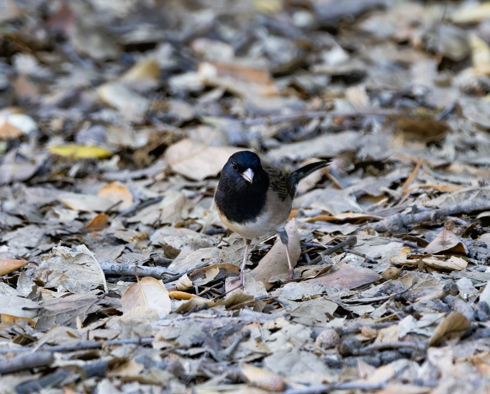 Junco Bird  R5 Mark II  150-600mm  ISO1000  f6.3  SS 1/125