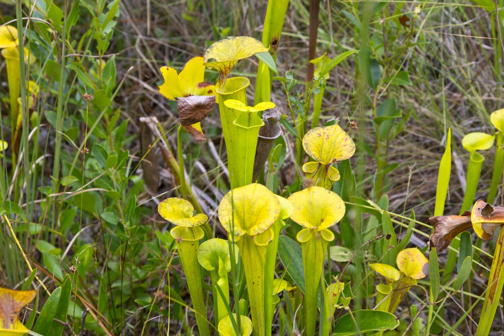 Yellow Pitcher Plants