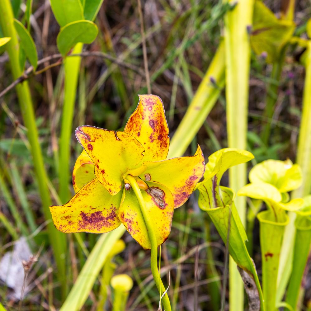 Yellow Pitcher Plant Flower