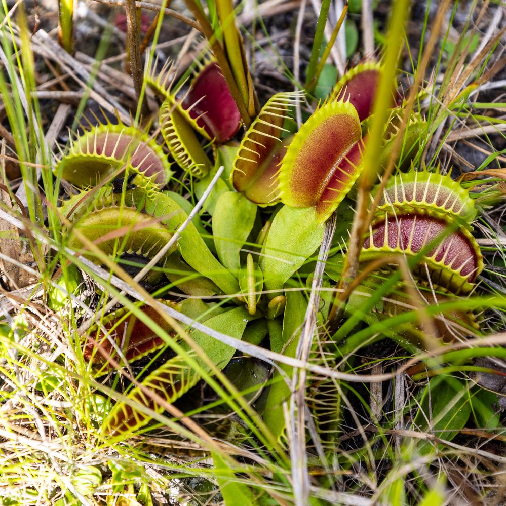 Venus Flytrap